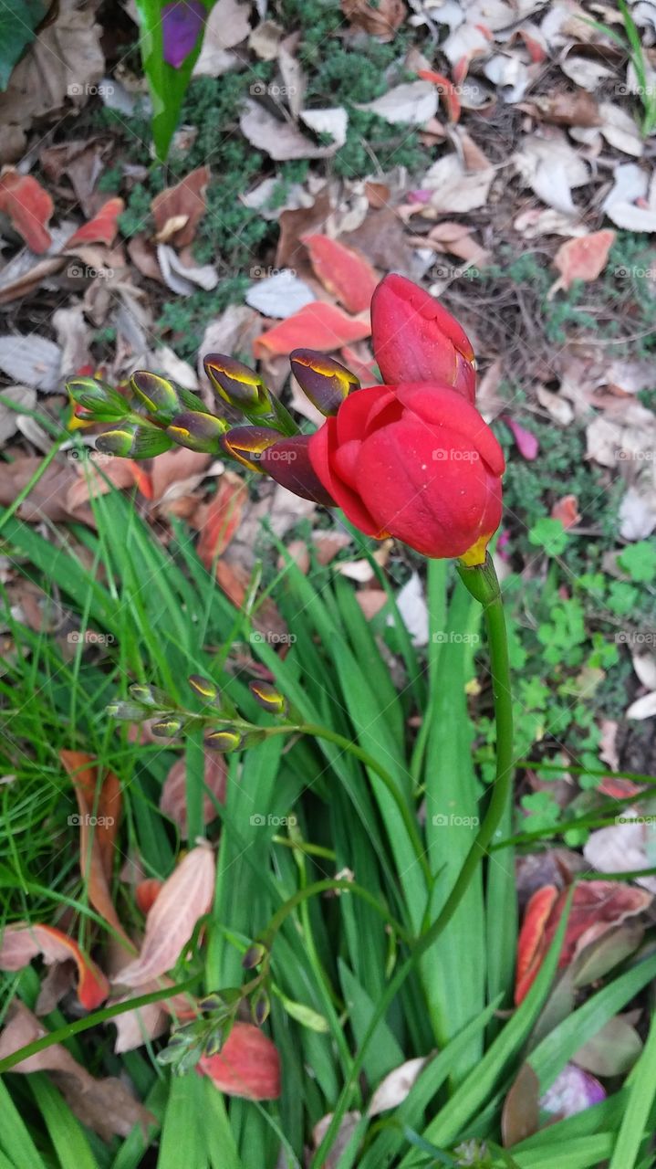 Flower, Leaf, Nature, Flora, Garden