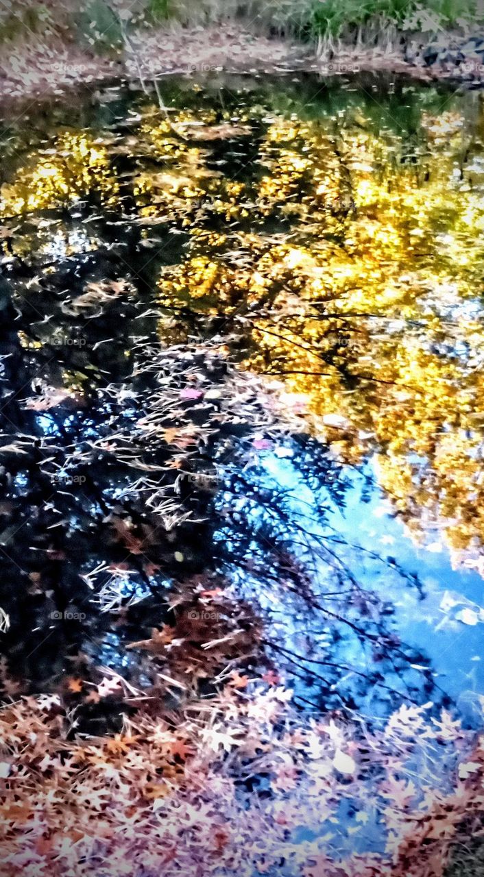 Leaf Reflecting Pond