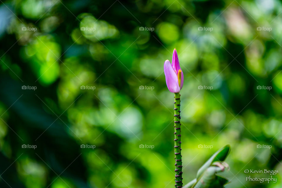 Solitary Bud