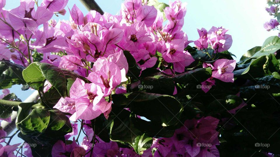 Bougainvillea