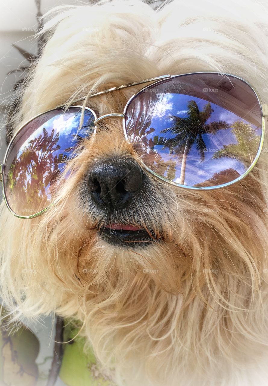 Close-up of a cute dog wearing sunglasses