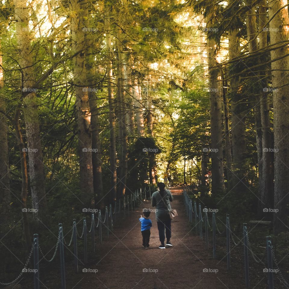 Amazing sunset in the Forrest 