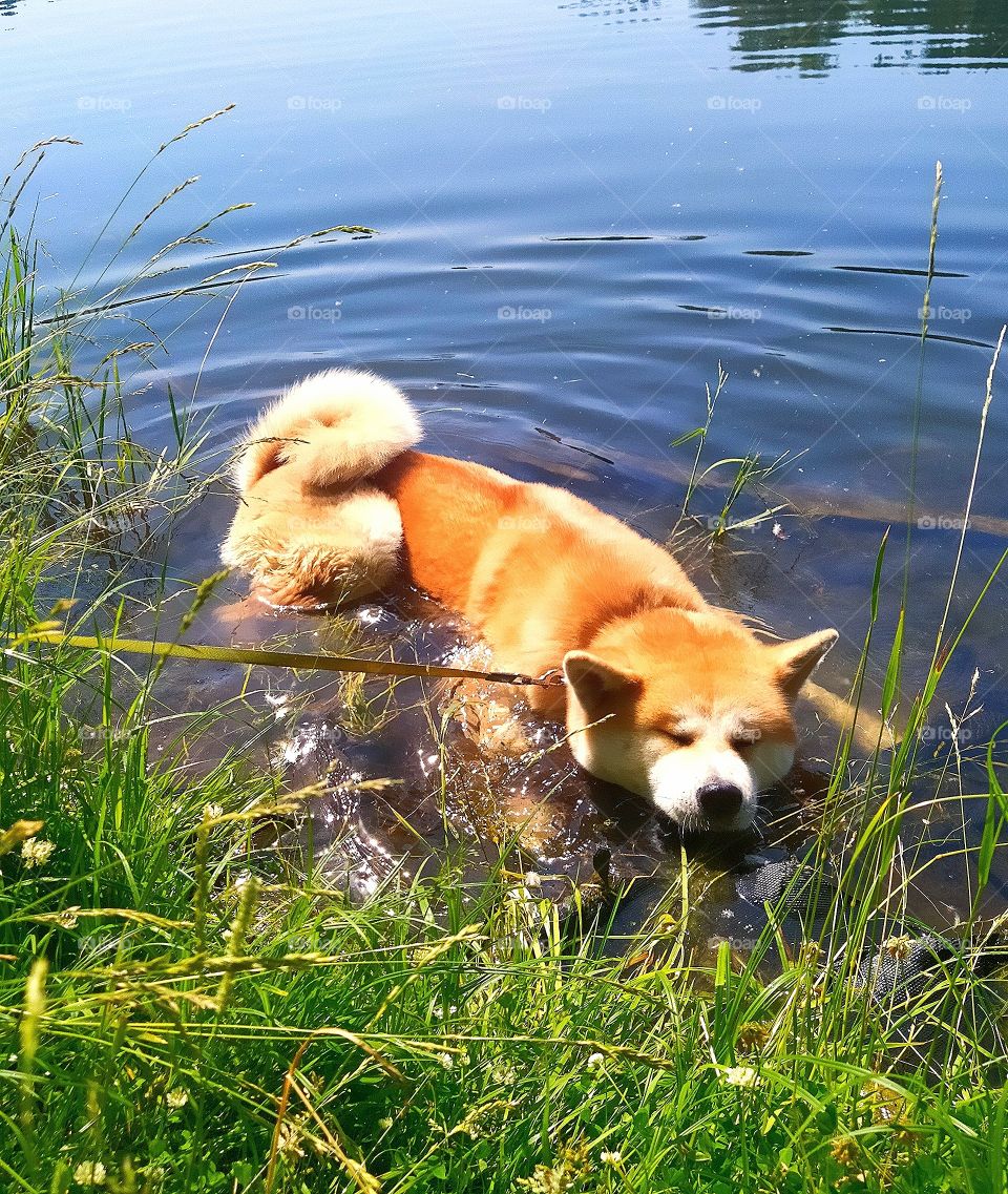 The "Akata" dog lies in the water with his eyes closed and enjoys the cold water on a hot day