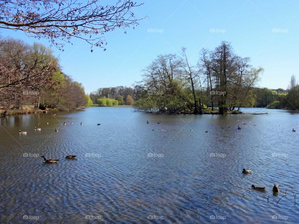 lake with wildlife