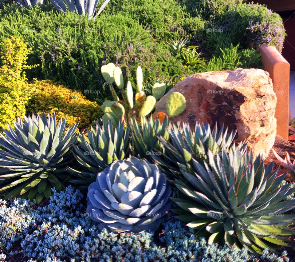 Succulent Garden