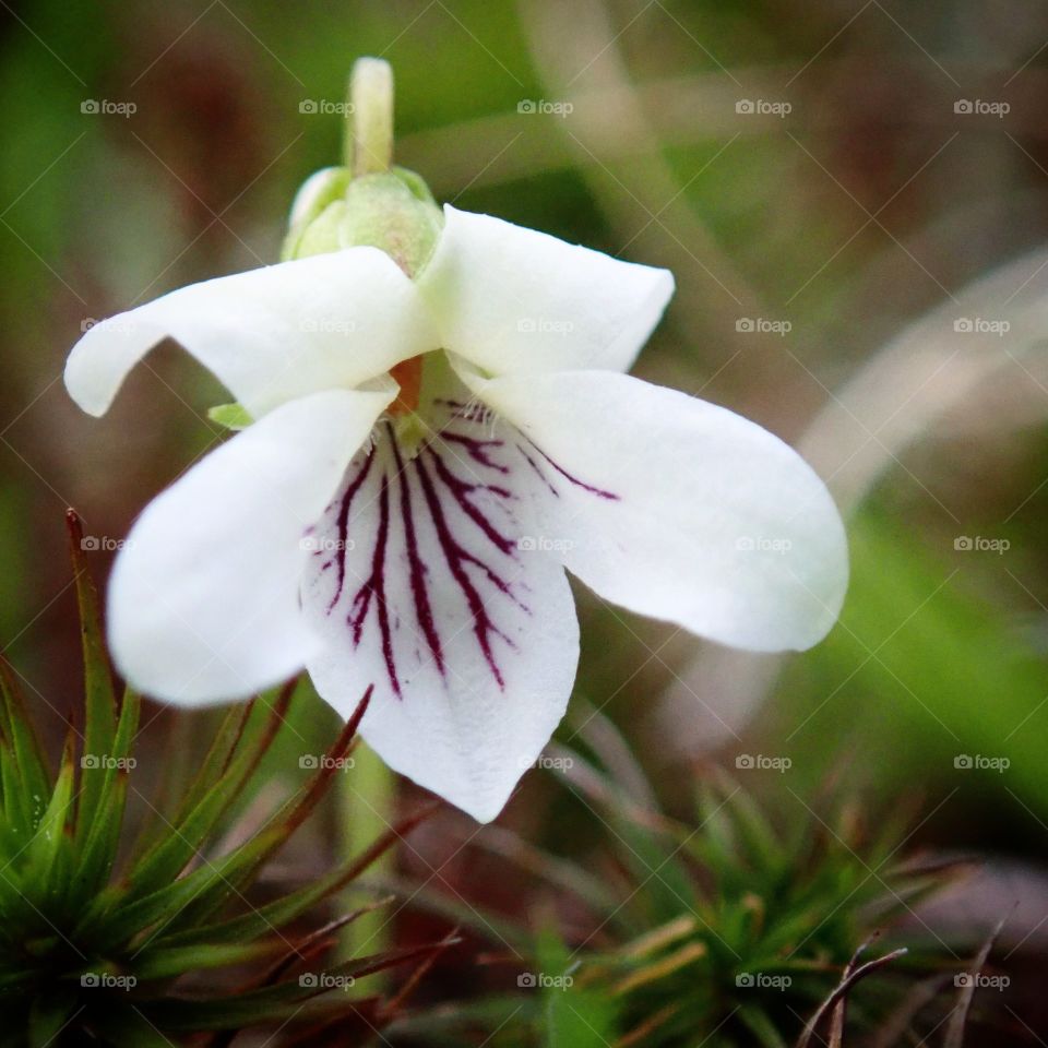 Tiny white violet flower growing with green moss in backyard flower garden