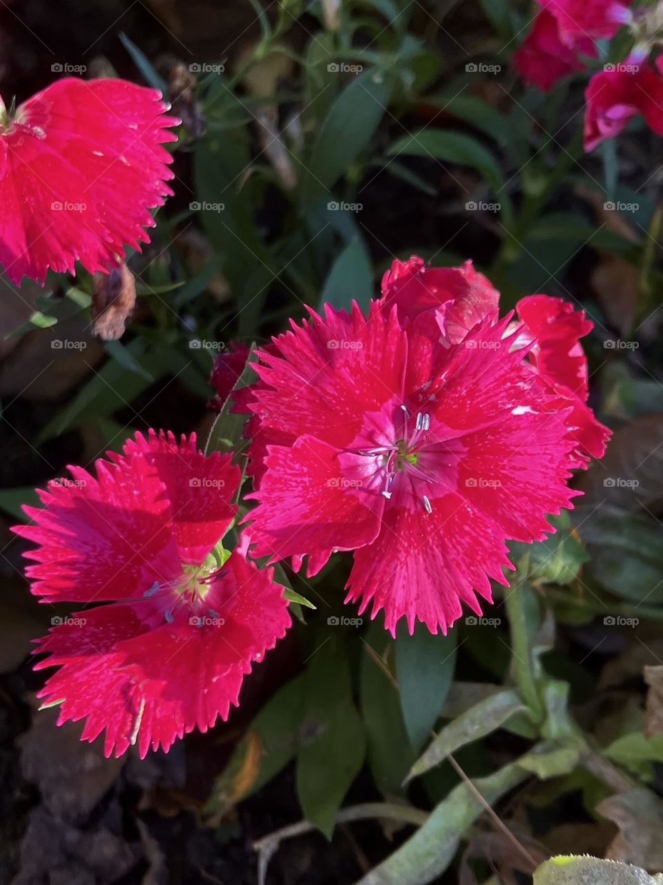 Wild pink in Magenta color