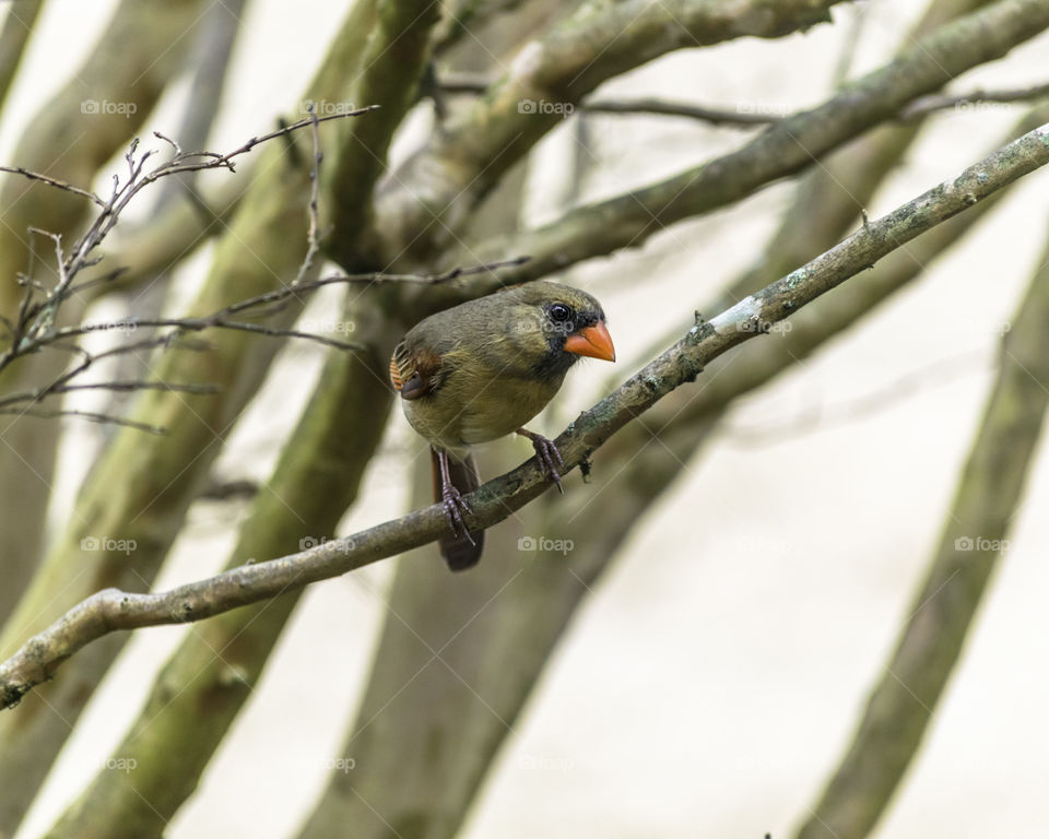Beautiful female Cardinal perched in tree