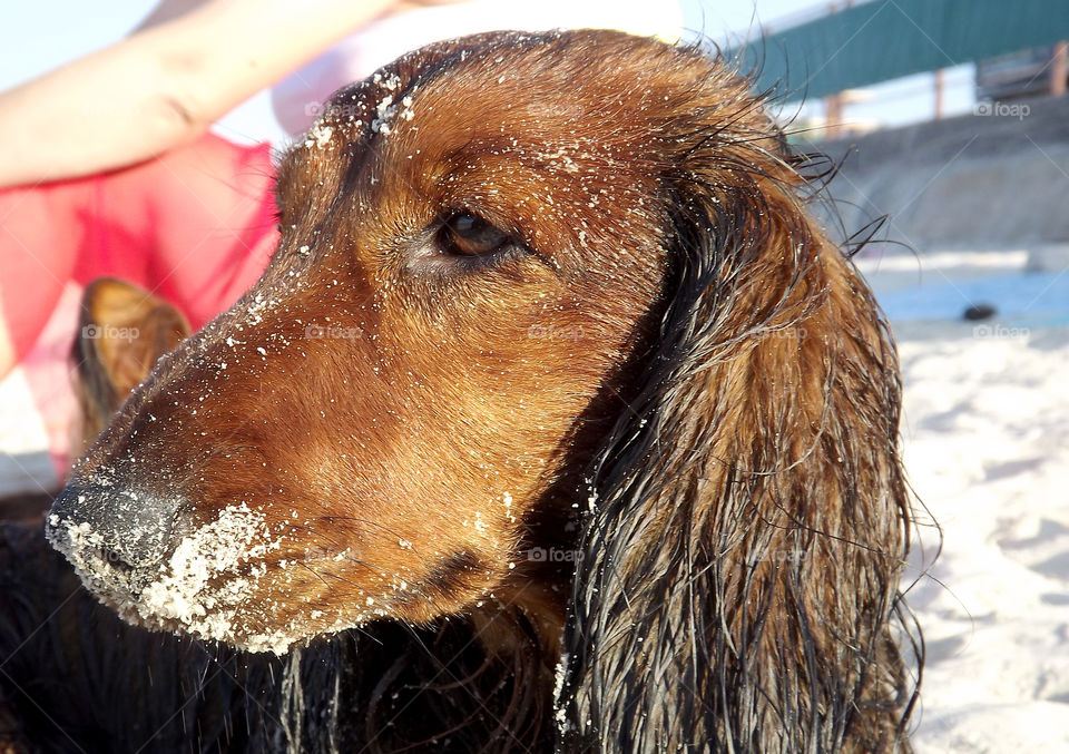 brown long-haired dog. dachshund