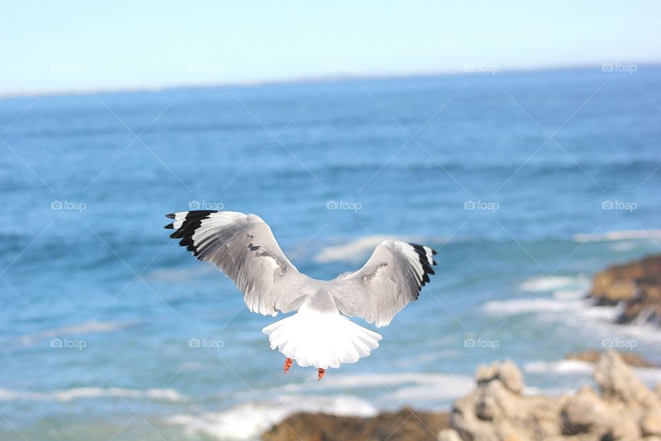 Seagulls, Bird, Water, Sea, Nature