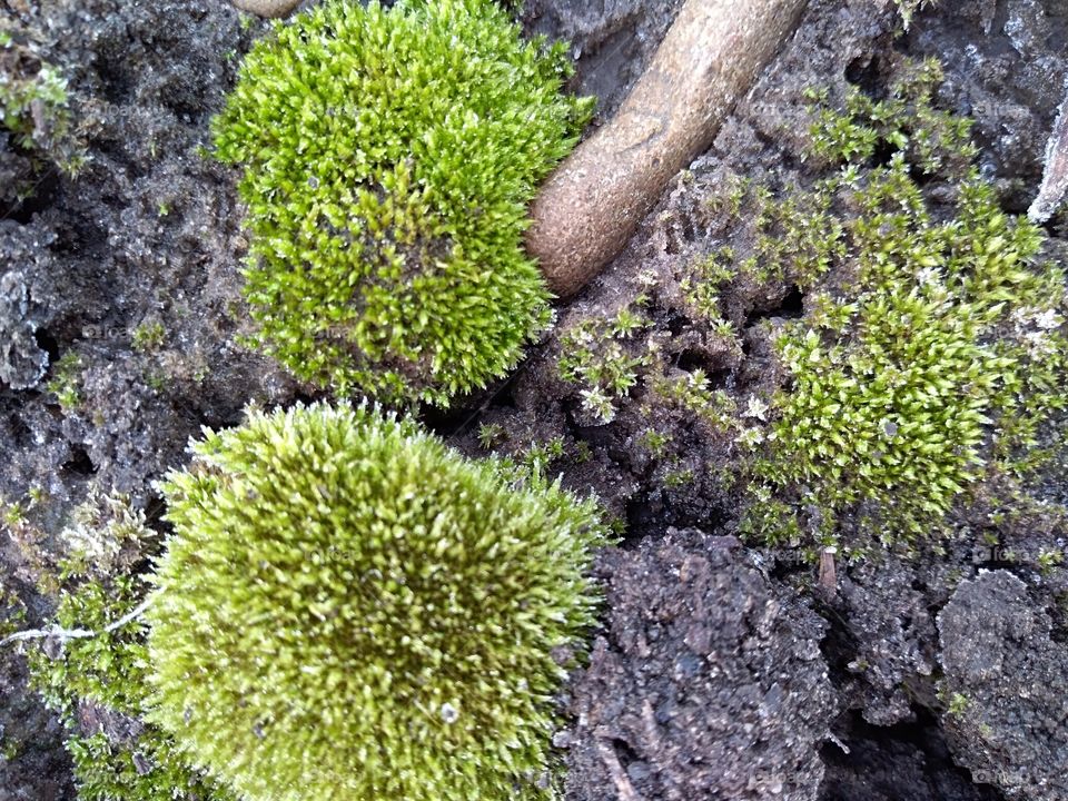 beautiful green moos