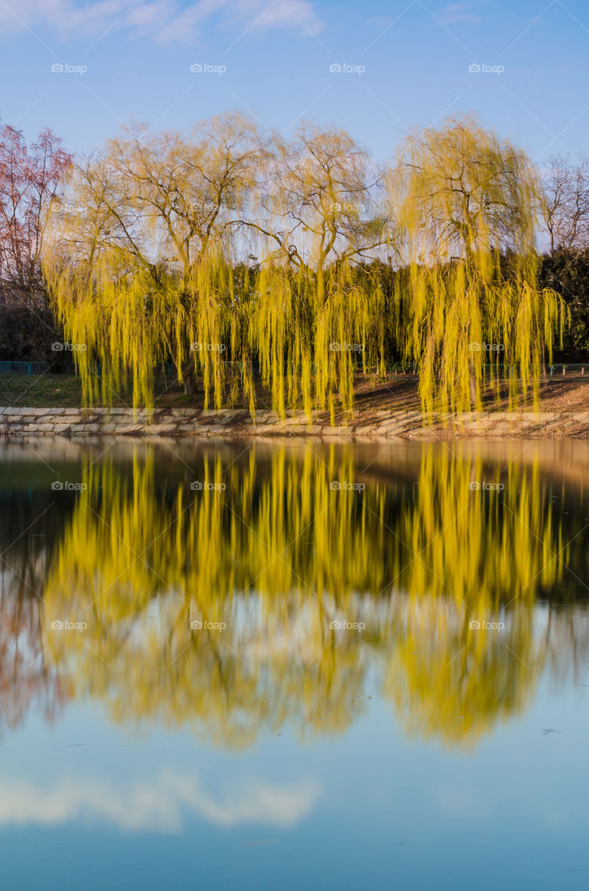 city park with lake in the spring season