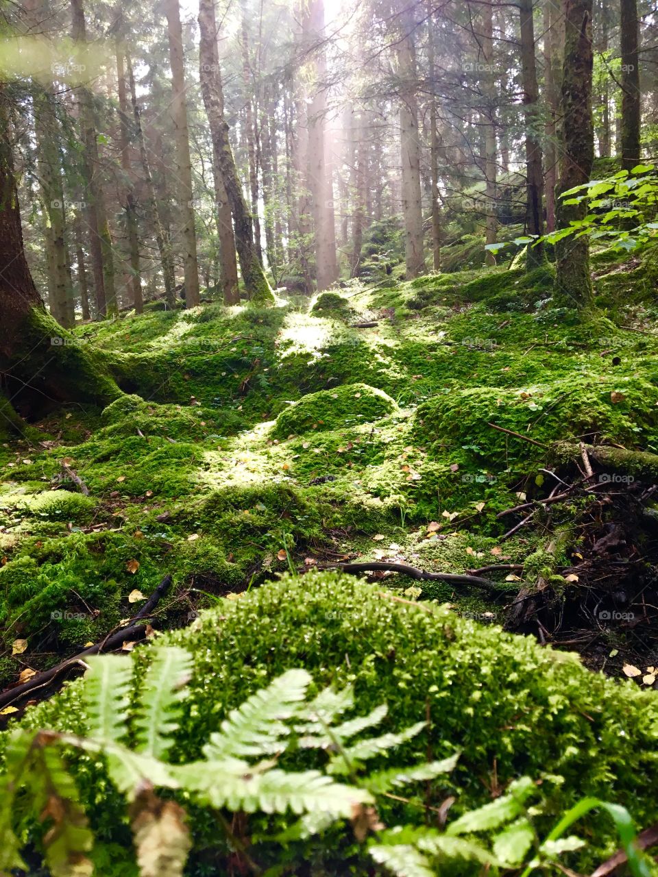 Scenic view in forest