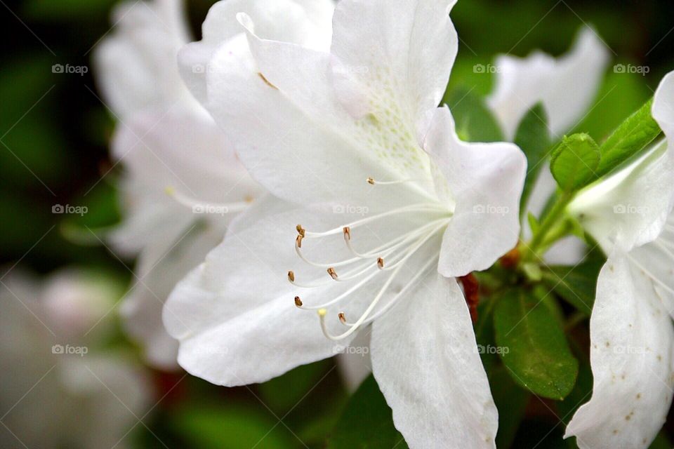 Azalea Garden