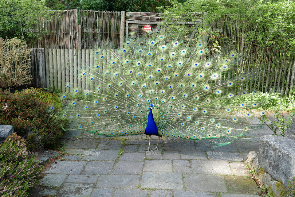 A peacock at Pairi Daiza, Brugelette, Belgium.