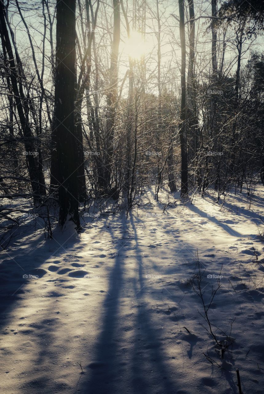 Sunny day in winter forest