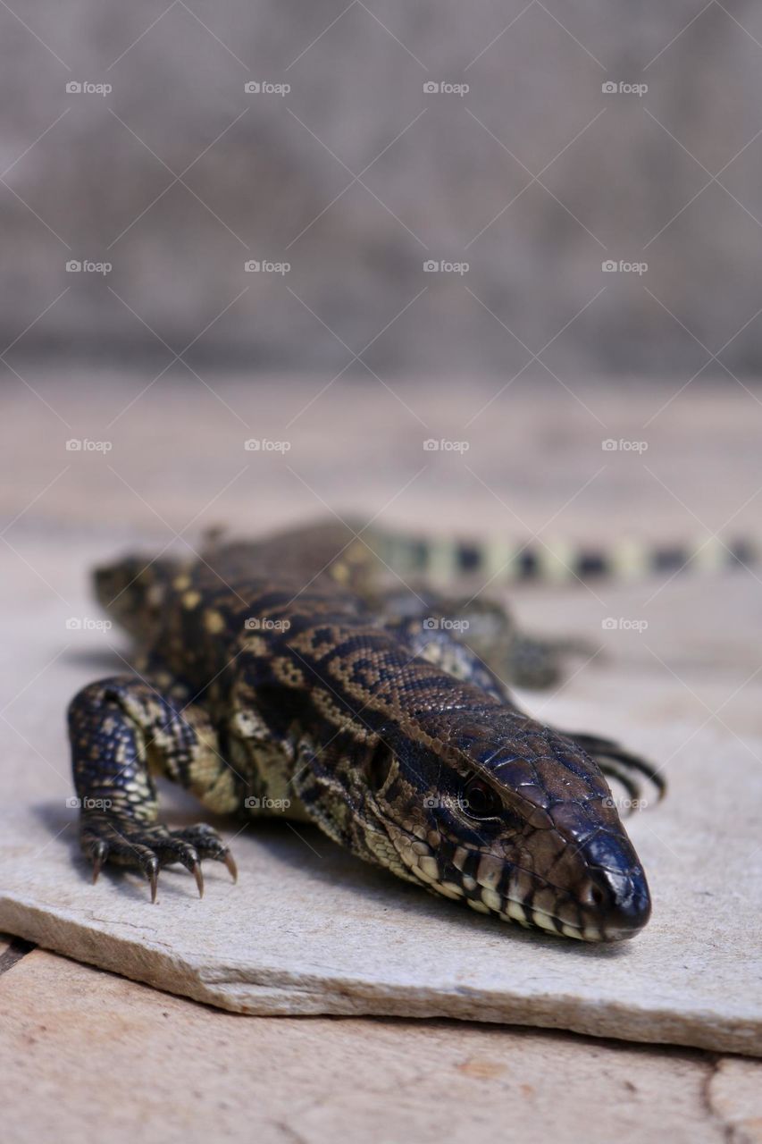 On the last day of winter, in a sunny afternoon, a lizard sits on a tile sunbathing trying to warm up it’s cold body