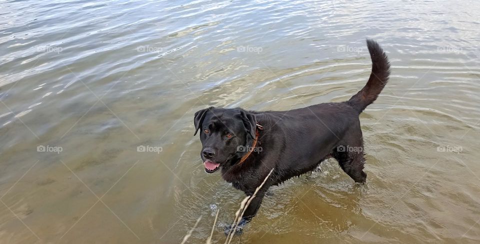 dog on a water lake summer time, mobile photography