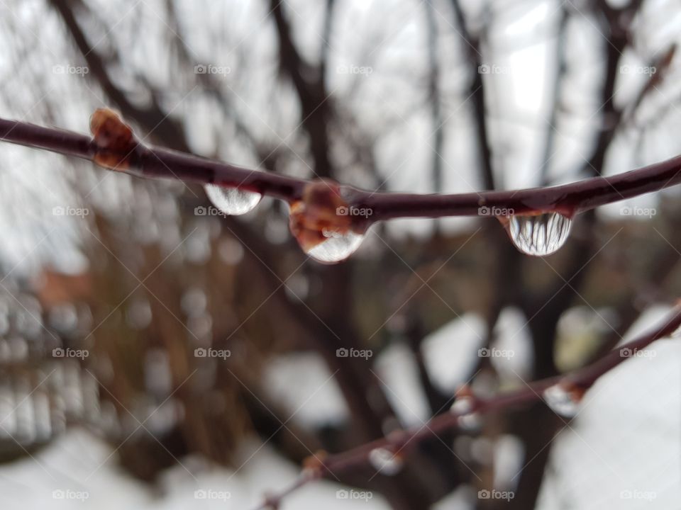 Winter, Tree, Snow, Frost, No Person