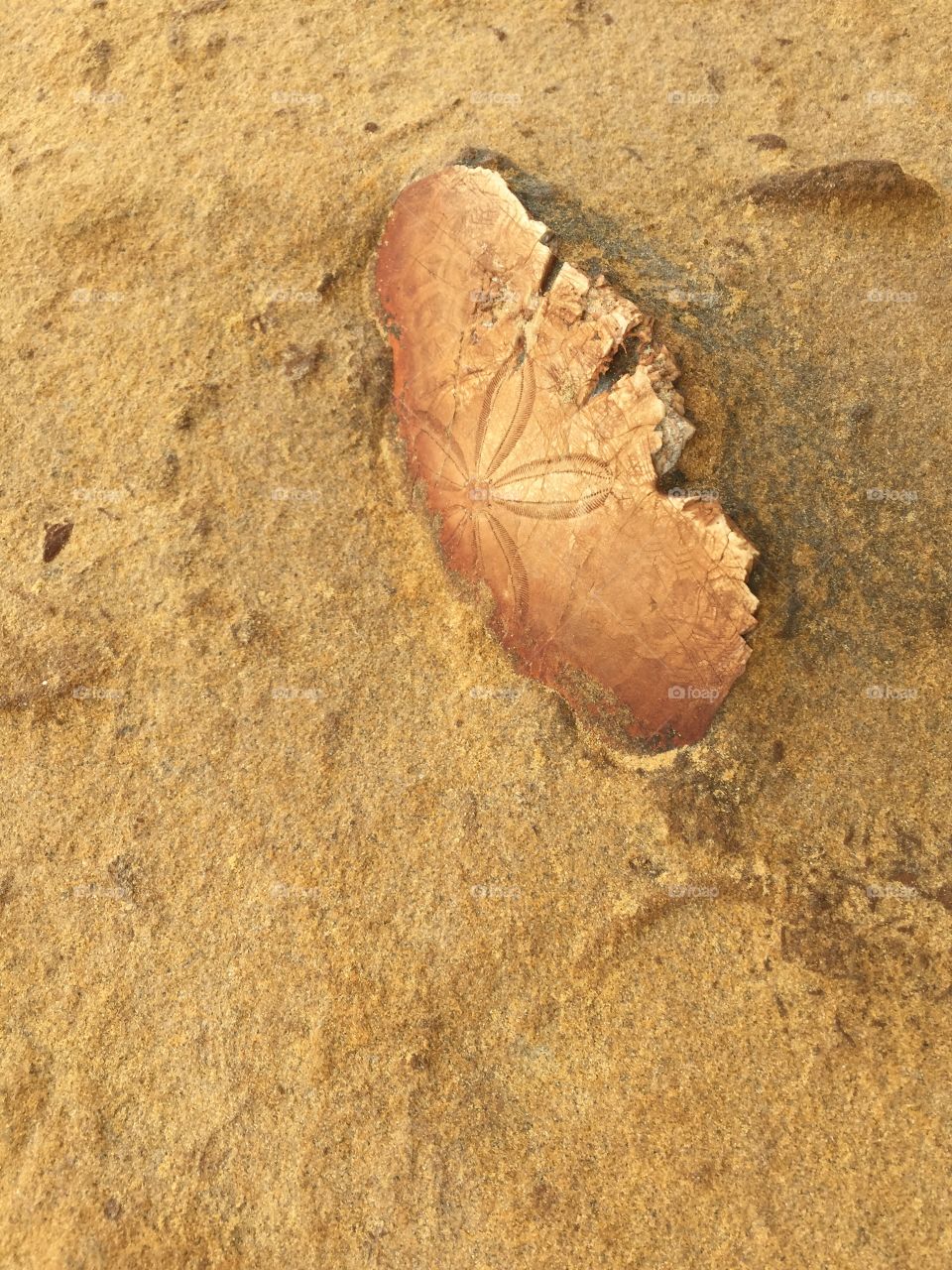 Fossil 3 