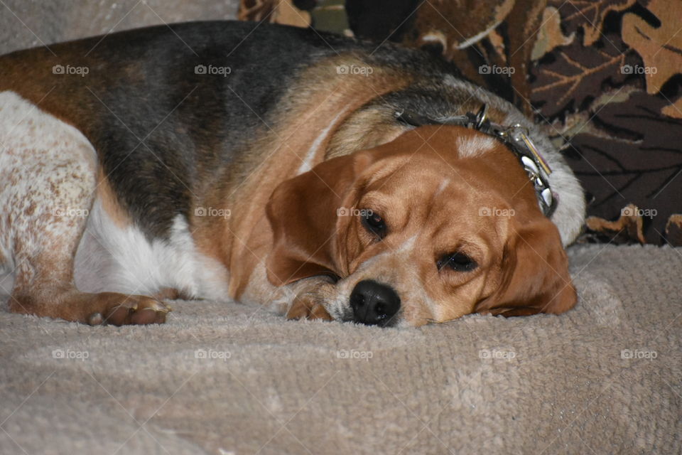 tired after running after the birds