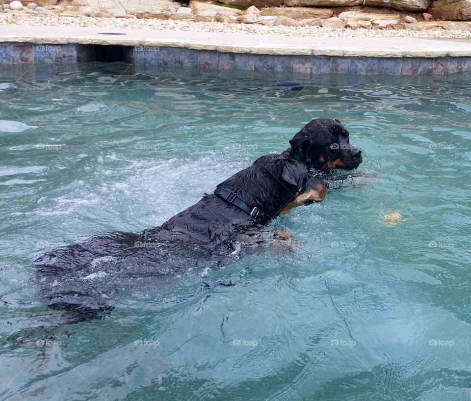 Dogs pool