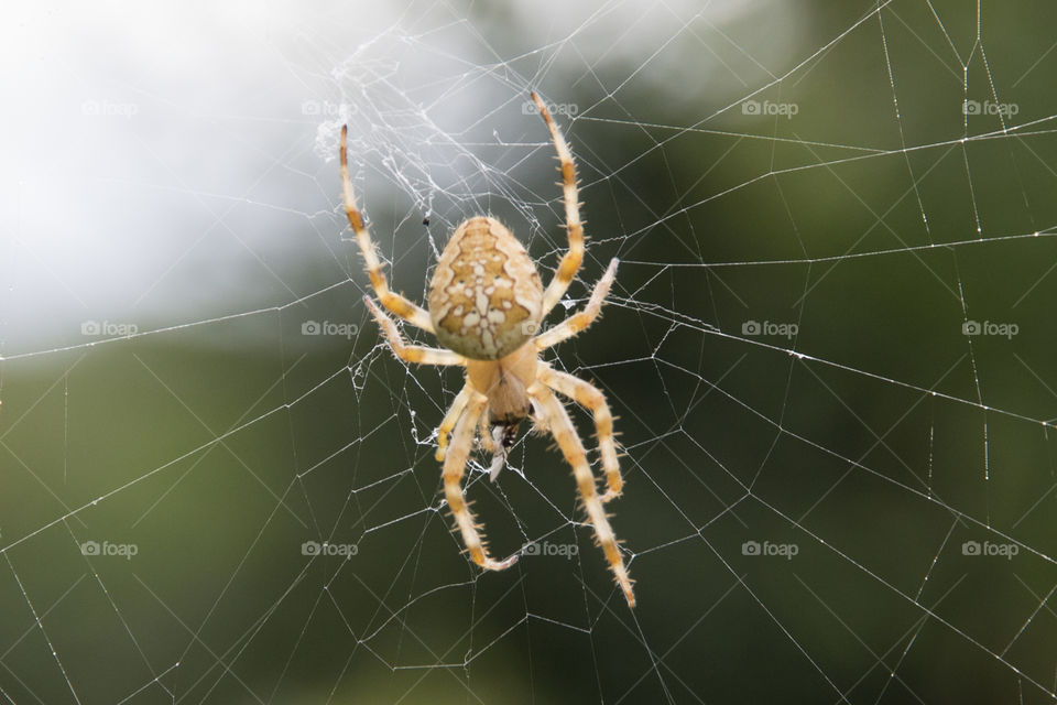 spider