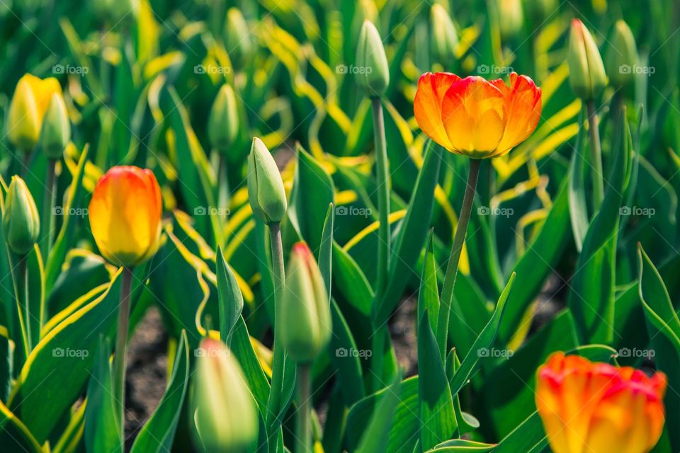 Tulips