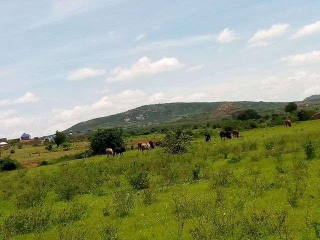 🐄