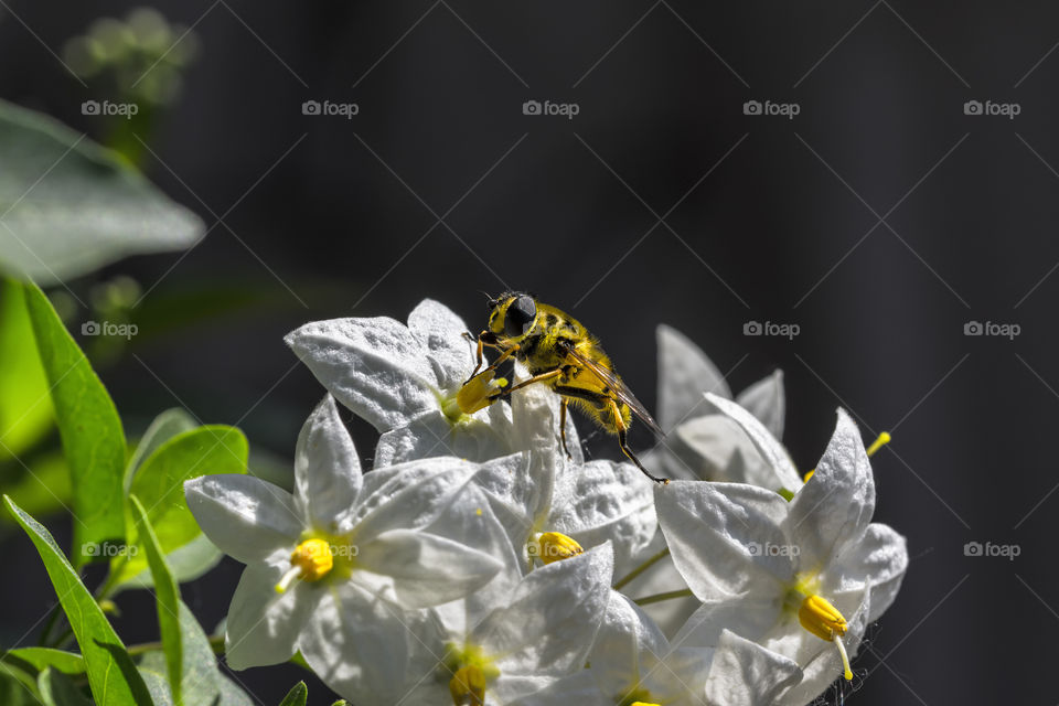 Bee on white flower