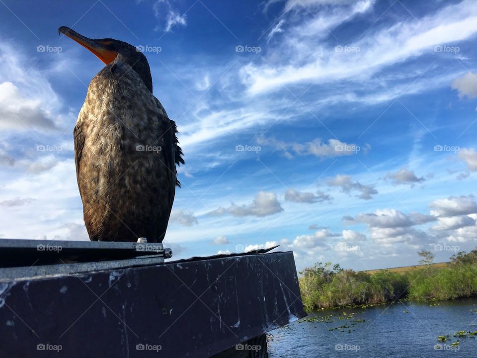 Everglades Wildlife