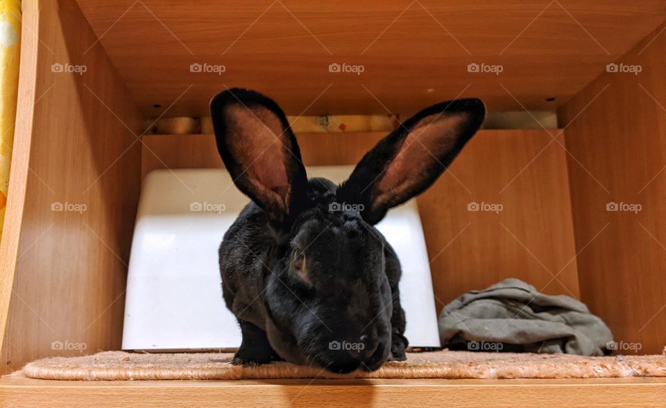 portrait of a domestic black rex rabbit