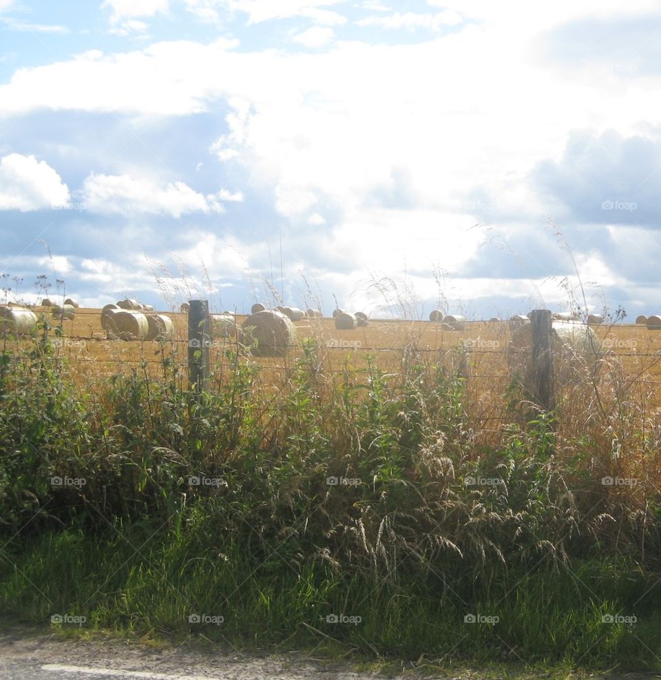 Late summer field