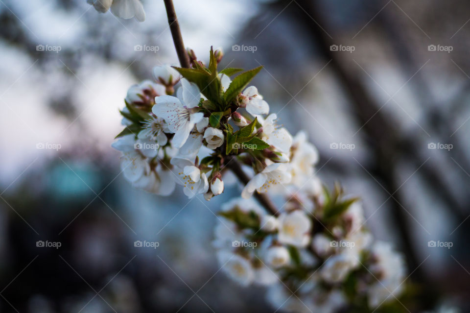Cherry tree blossomed in the garden