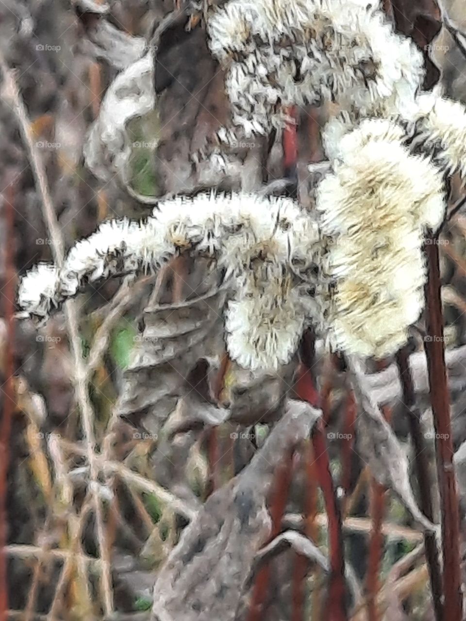 yellow flowers and gray leaves of goldenrod  in autumn