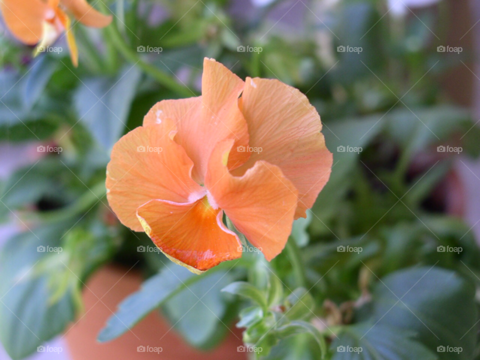 flower orange by refocusphoto