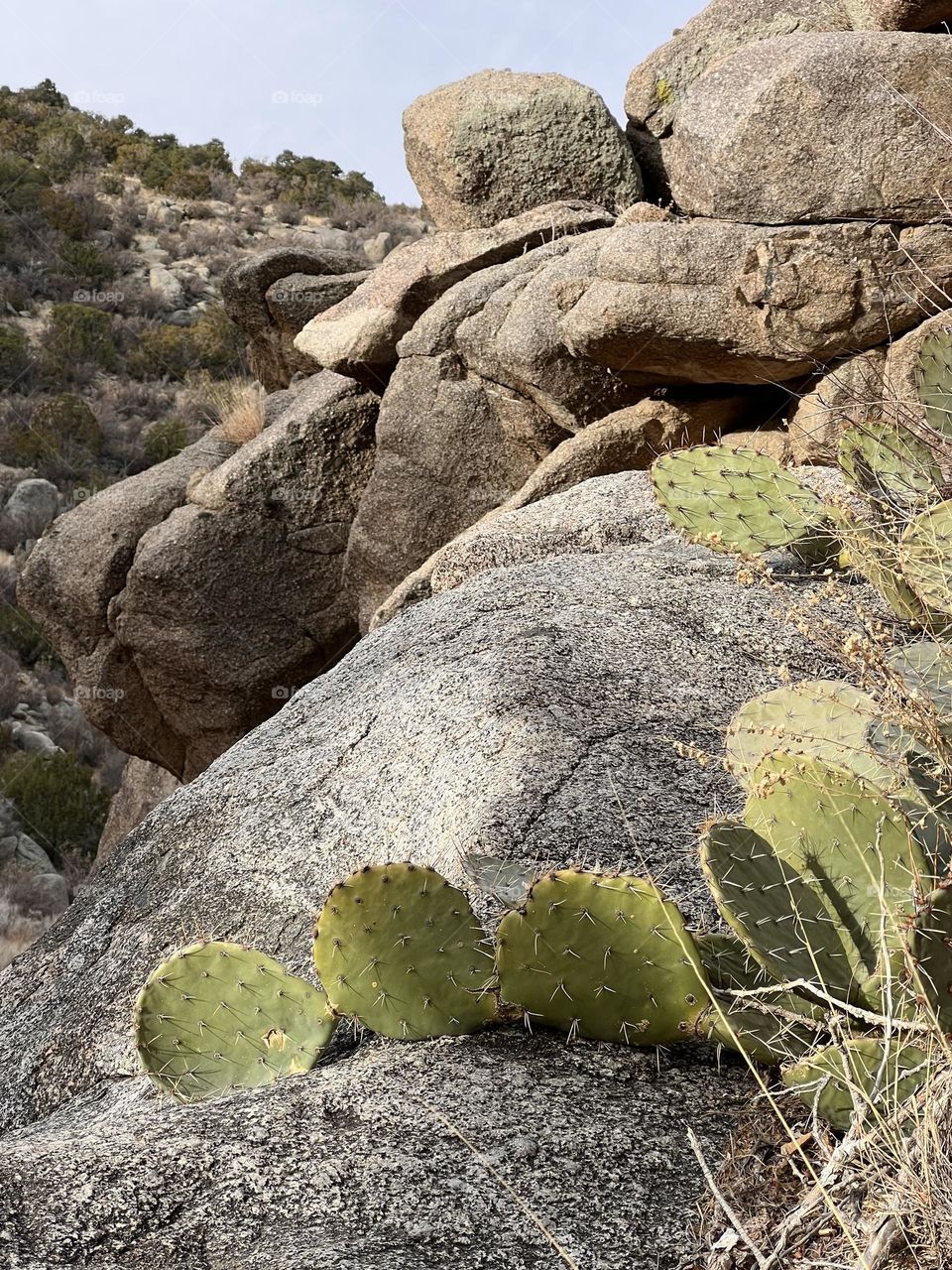 Cacti sprawling along the rocks 