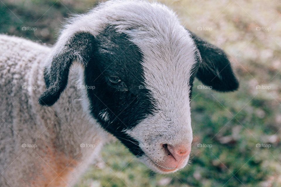 a portrait of a lamb