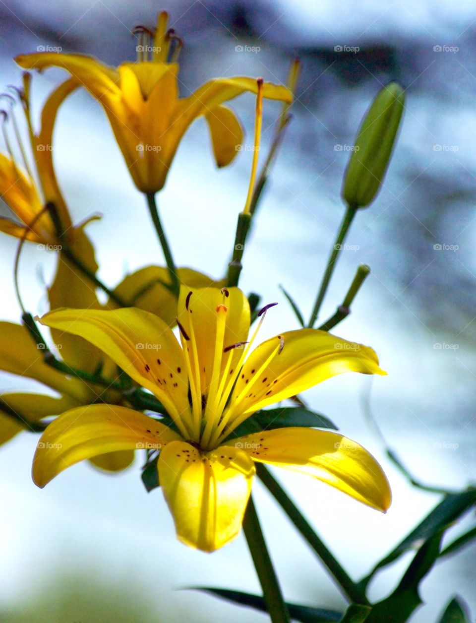 Yellow Lilly