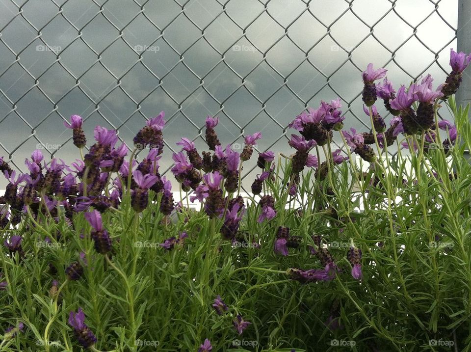 Fence lavender stormy sky