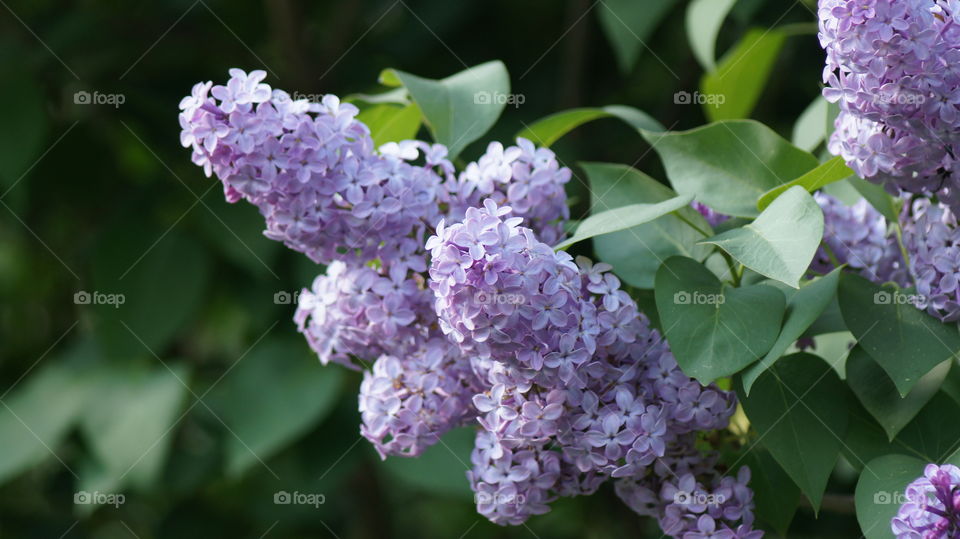 violet flower bush