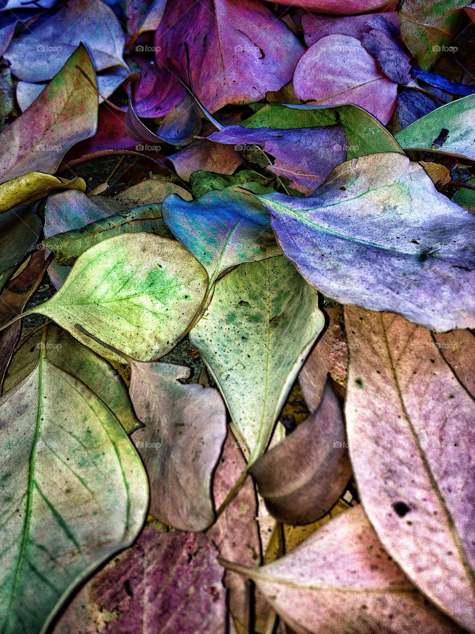 nature colors leaf fall by analia