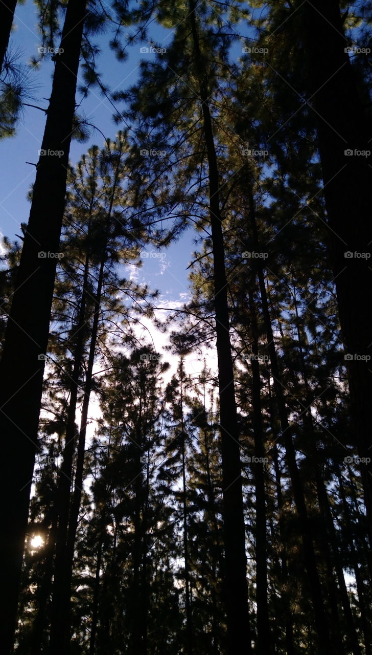 pine woods