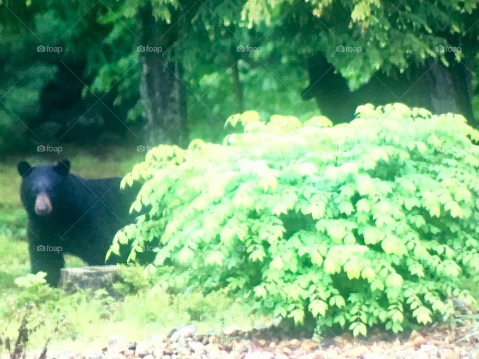 Momma Bear
Out for a rainy day stroll. Teaching her cubs how to forage. I love my backyard visitors. 