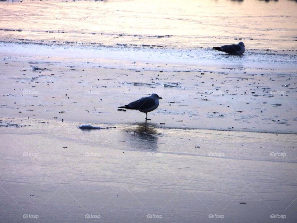 Seagul on the beach