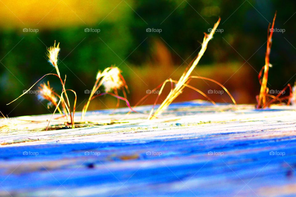 Grasses growing between the old boards on a dock