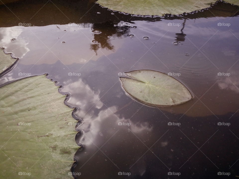 beautiful leaf's and water reflection