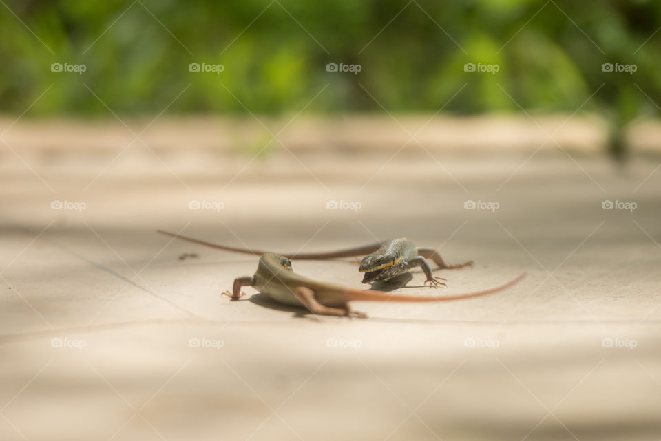 2 lizards standing against each other ready to fight