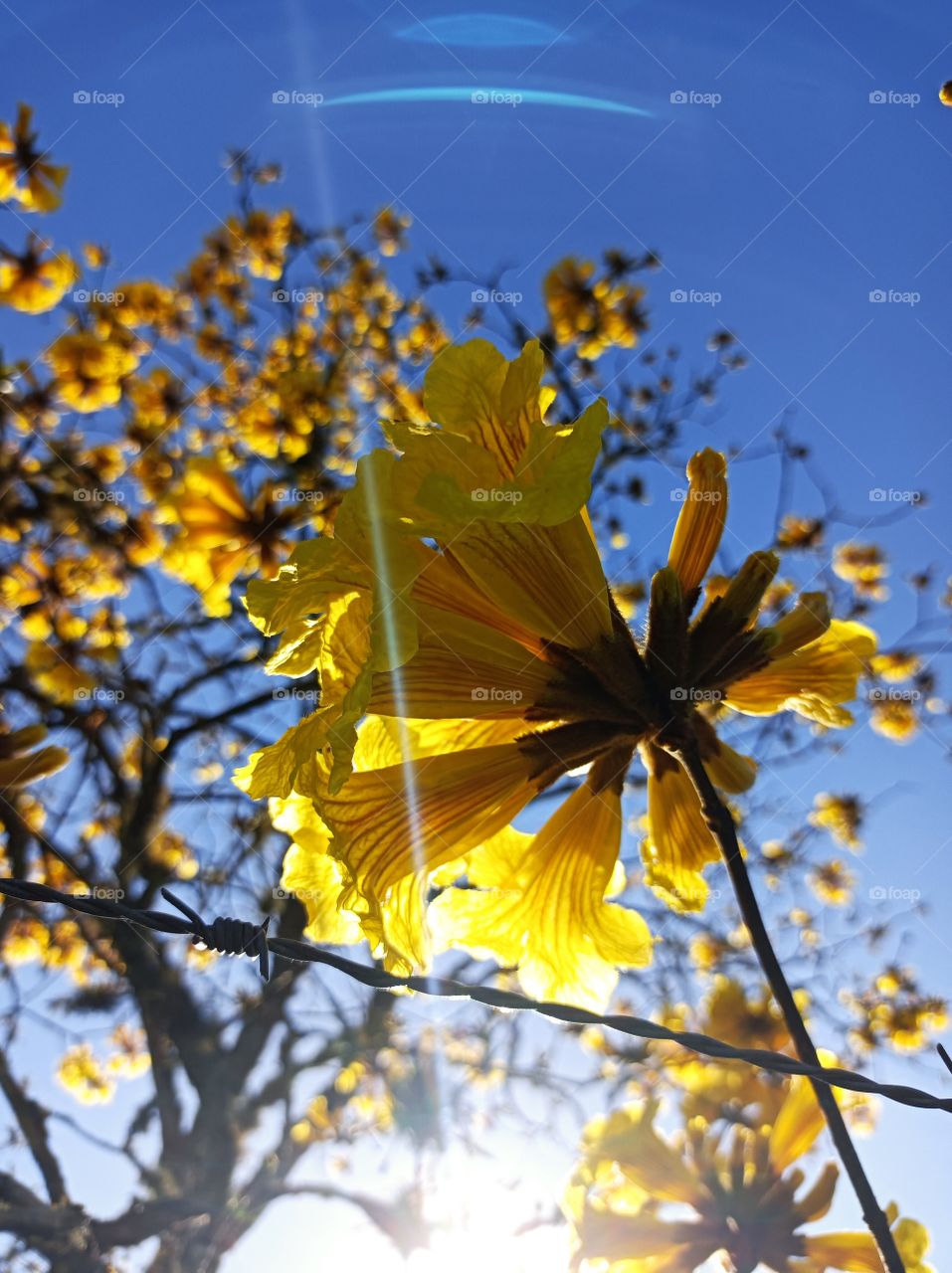 yellow Ipe flowers in the morning sun