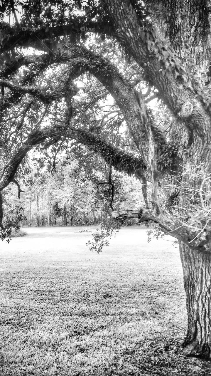 old oak tree